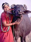 buffalo_pict1.jpg