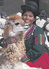 llama_pict1.jpg