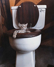 kitten-in-toilet.jpg